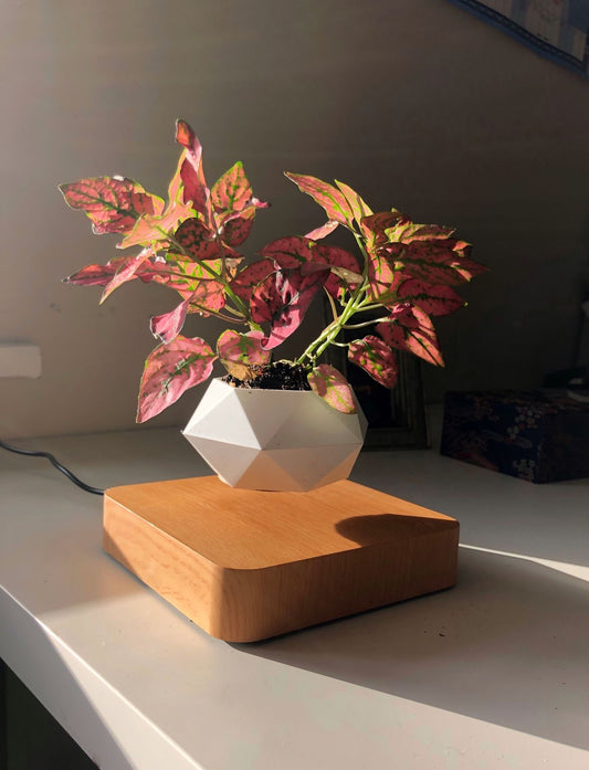 Magnetic Levitating Flower Pot